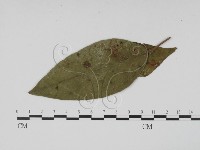 登錄號:F0019503藏品圖，第3張