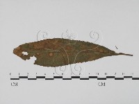登錄號:F0019505藏品圖，第3張