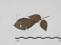 登錄號:F0019506藏品圖，第1張