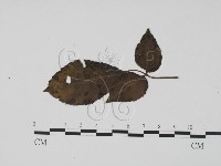 登錄號:F0019506藏品圖，第3張