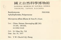 相鄰小孔菌藏品圖，第2張