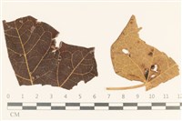 相鄰小孔菌藏品圖，第1張