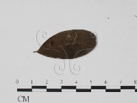 登錄號:F0019509藏品圖，第1張