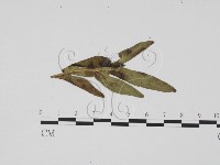 登錄號:F0019510藏品圖，第1張