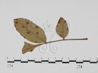 登錄號:F0019512藏品圖，第1張