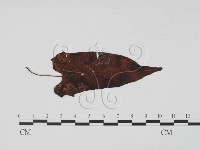 登錄號:F0019514藏品圖，第1張