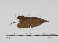 登錄號:F0019514藏品圖，第3張