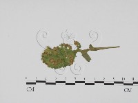 登錄號:F0019517藏品圖，第1張