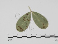 登錄號:F0019520藏品圖，第3張