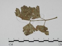 登錄號:F0019523藏品圖，第3張