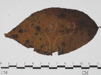登錄號:F0019525藏品圖，第3張