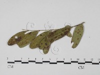 登錄號:F0019526藏品圖，第3張