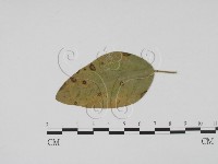 登錄號:F0019527藏品圖，第1張