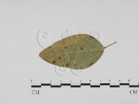 登錄號:F0019527藏品圖，第3張