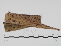 登錄號:F0019528藏品圖，第3張