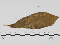 登錄號:F0019529藏品圖，第1張