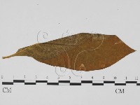 登錄號:F0019529藏品圖，第3張