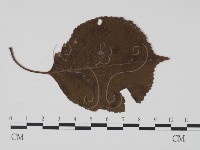 登錄號:F0019532藏品圖，第1張