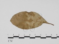 登錄號:F0019533藏品圖，第1張