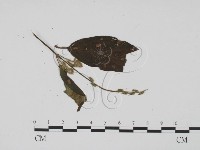 登錄號:F0019536藏品圖，第1張