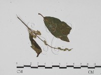 登錄號:F0019536藏品圖，第3張