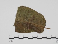 登錄號:F0019537藏品圖，第3張