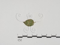 登錄號:F0019538藏品圖，第3張