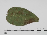 登錄號:F0019539藏品圖，第3張