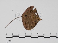登錄號:F0019540藏品圖，第1張