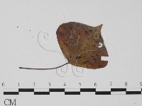 登錄號:F0019540藏品圖，第3張