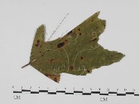 登錄號:F0019541藏品圖，第1張