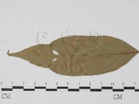 登錄號:F0019542藏品圖，第3張