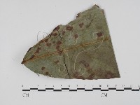 登錄號:F0019543藏品圖，第4張