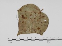 登錄號:F0019544藏品圖，第3張