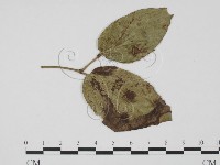 登錄號:F0019549藏品圖，第3張