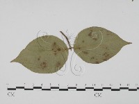 登錄號:F0019550藏品圖，第1張