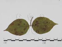 登錄號:F0019550藏品圖，第3張