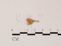 登錄號:F0019555藏品圖，第1張