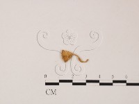 登錄號:F0019556藏品圖，第1張