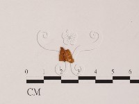 登錄號:F0019561藏品圖，第1張