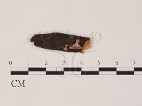 登錄號:F0019562藏品圖，第1張