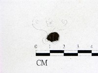 登錄號:F0019569藏品圖，第1張
