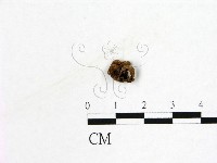 登錄號:F0019575藏品圖，第1張