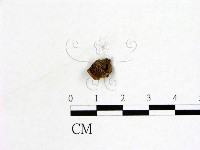 登錄號:F0019575藏品圖，第3張