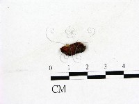 登錄號:F0019580藏品圖，第1張
