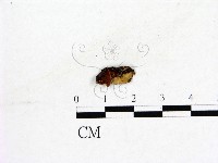 登錄號:F0019580藏品圖，第3張