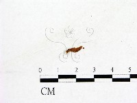 登錄號:F0019581藏品圖，第1張