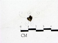 登錄號:F0019582藏品圖，第1張