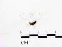 登錄號:F0019583藏品圖，第3張