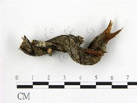 登錄號:F0019585藏品圖，第1張